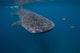 Whale Shark Swimming Blue Wall Decal Design 6