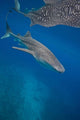 Whale Shark Swimming Blue Wall Decal Design 5