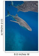 Whale Shark Swimming Blue Wall Decal Design 5