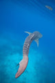 Whale Shark Swimming Blue Wall Decal Design 4