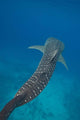 Whale Shark Swimming Blue Wall Decal Design 3