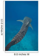 Whale Shark Swimming Blue Wall Decal Design 3