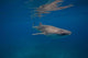 Whale Shark Swimming Blue Wall Decal Design 2