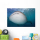 Close-up Whale Shark Swimming Wall Decal