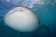 Close-up Whale Shark Swimming Wall Decal