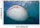 Close-up Whale Shark Swimming Wall Decal