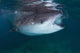 Whale Shark Feeding to Wall Decal Design 2