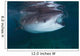 Whale Shark Feeding to Wall Decal Design 2