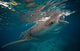 Whale Shark Feeding to Wall Decal Design 1
