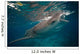 Whale Shark Feeding to Wall Decal Design 1