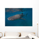 Whale Shark Swimming Blue Wall Decal Design 1
