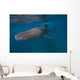 Whale Shark Swimming Blue Wall Decal Design 1