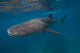 Whale Shark Swimming Blue Wall Decal Design 1