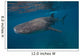 Whale Shark Swimming Blue Wall Decal Design 1