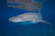 Whale Shark Shallow Blue Wall Decal