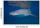 Whale Shark Shallow Blue Wall Decal