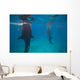 Whale Sharks Feeding beneath Wall Decal Design 2