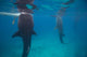 Whale Sharks Feeding beneath Wall Decal Design 2