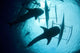 Whale Sharks Feeding beneath Wall Decal Design 1