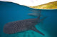 Whale Sharks Swimming Bohol Wall Decal Design 4