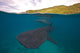 Whale Sharks Swimming Bohol Wall Decal Design 3