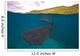 Whale Sharks Swimming Bohol Wall Decal Design 3