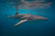 Whale Sharks Swimming Bohol Wall Decal Design 2