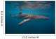 Whale Sharks Swimming Bohol Wall Decal Design 2