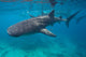 Whale Sharks Swimming Bohol Wall Decal Design 1
