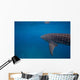 Whale Shark Swimming Bohol Wall Decal