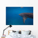 Whale Shark Swimming Bohol Wall Decal