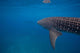 Whale Shark Swimming Bohol Wall Decal