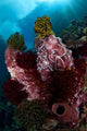 Barrel Sponge and Crinoids Wall Decal Design 2