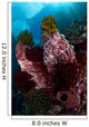 Barrel Sponge and Crinoids Wall Decal Design 2