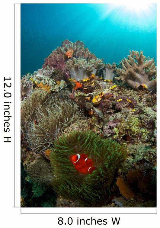 Anemones and Clownfish Liquid Wall Decal