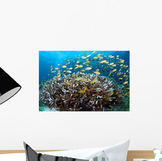 Anthias Fish Reef Balicasag Wall Decal