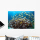 Anthias Fish Reef Balicasag Wall Decal