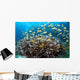 Anthias Fish Reef Balicasag Wall Decal