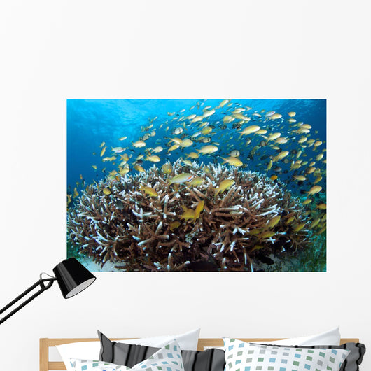 Anthias Fish Reef Balicasag Wall Decal