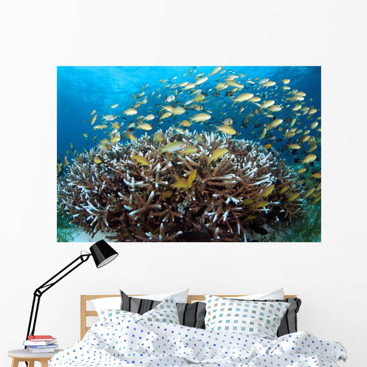 Anthias Fish Reef Balicasag Wall Decal
