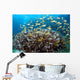 Anthias Fish Reef Balicasag Wall Decal