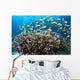 Anthias Fish Reef Balicasag Wall Decal