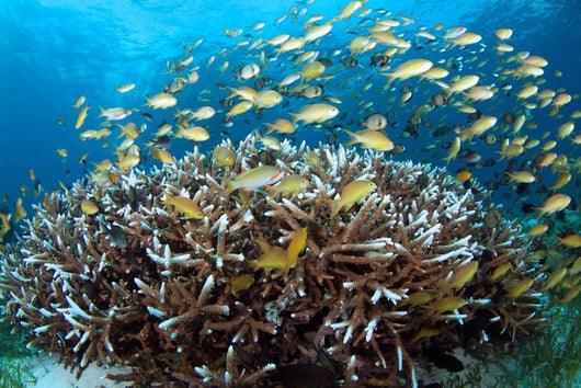 Anthias Fish Reef Balicasag Wall Decal