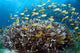 Anthias Fish Reef Balicasag Wall Decal