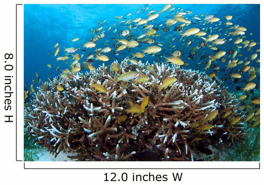 Anthias Fish Reef Balicasag Wall Decal