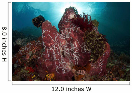 Barrel Sponge and Crinoids Wall Decal Design 1