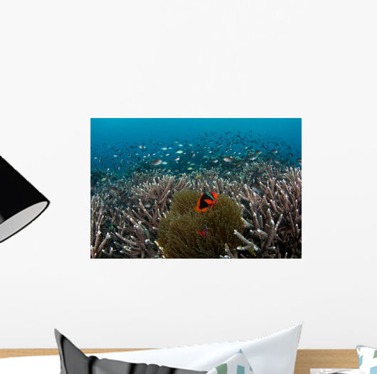 Clownfish and Anemone Hard Wall Decal