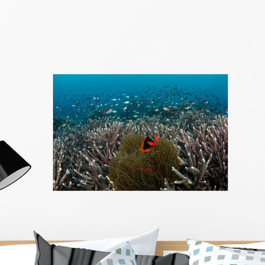 Clownfish and Anemone Hard Wall Decal