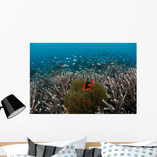 Clownfish and Anemone Hard Wall Decal