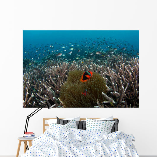 Clownfish and Anemone Hard Wall Decal